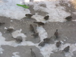 воробьи