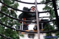 Новогодняя елка на харьковской площади скоро появится