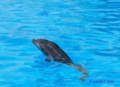 В харьковском дельфинарии родился дельфиненок