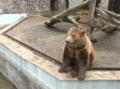 Грандиозная реконструкция харьковского зоопарка