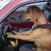 В Москве собаки угнали у своего хозяина машину