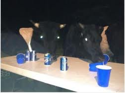 Пьяные коровы в штате Массачусетс