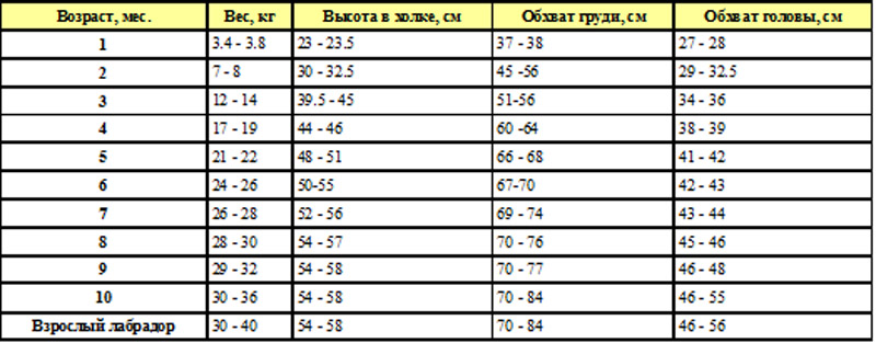 Milashka » Как быстро растет наш лабрадор-ретривер. Таблица промеров.